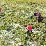 新疆打造“菜篮子”基地和全季蔬菜供应保障基地