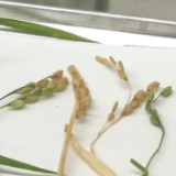 航天新征程丨硕果累累！科学家已发现返回水稻特殊现象