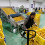 广西融安:一棵小金桔何以变身“黄金”产业