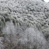 视频丨攸县太和仙银装素裹 喜迎新春第一场雾凇美景