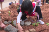 视频丨千人植树活动 为茶陵城添新绿