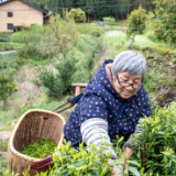 炎陵：春茶采摘 开启美丽乡村“茶经济” 