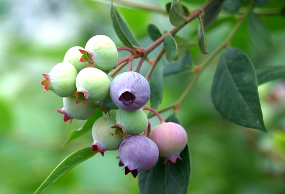 节气丨芒种至 蓝莓硕果香满园