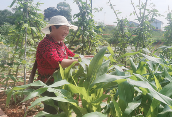 醴陵：小屋场兴起大革命，杉坡屋场家家用上卫生厕所