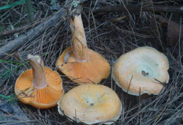 提醒：又到蘑菇中毒高发季！“鲜美”野蘑菇“放倒”一家三口 