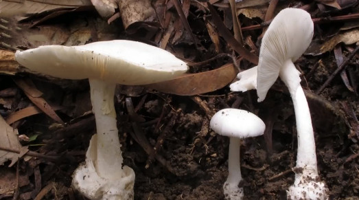 提醒：又到蘑菇中毒高发季！“鲜美”野蘑菇“放倒”一家三口