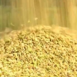 在希望的田野上 | 全国早稻收获已过四成 总体进展顺利