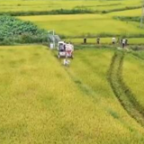 在希望的田野上 | 多地早稻、小麦进入成熟期 大面积开镰收割