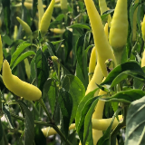 在希望的田野上丨数字赋能、“云”种辣椒，遵义这个基地不简单