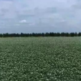 在希望的田野上 | 齐齐哈尔：万亩马铃薯花开似锦