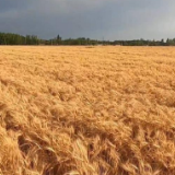 夏粮收获丨新疆小麦生产全程机械化率达98.78%