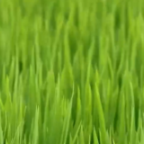 在希望的田野上 | 秋粮进入产量形成关键期 面积稳中有增