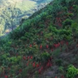 贵州:筑牢两江上游生态屏障