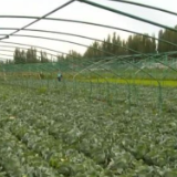 新疆各地多举措保障农产品采收销售 助农解决蔬菜“出村进城”难题