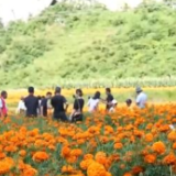在希望的田野上 | 贵州纳雍万寿菊迎丰收 “花经济”增收入