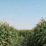 在希望的田野上丨大豆玉米“手牵手” “一季双收”见成效