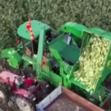 在希望的田野上丨优化品种结构 促进粮食丰产农民增收