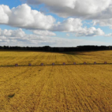 新华全媒+丨黑龙江大豆扩种见闻：黑土点“金豆”