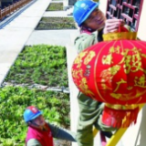 雪山深处“亮堂年”