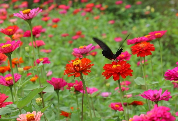 百日菊花海盛开！茶陵花海乡村旅游引客来