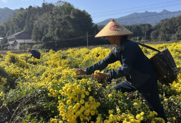三湘里的丰收季丨桃源观音寺镇：菊花香飘致富路