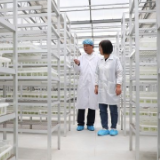 半月谈 | 小土豆,大突破 马铃薯种业高质量发展观察
