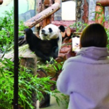 旅俄大熊猫“如意”“丁丁” 拉近中俄人民情感的友谊使者