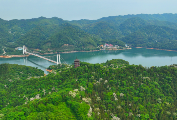 攸县酒仙湖景区油桐花已开 送你初夏最美的“桐”画