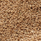 新华全媒+丨抢收抢种进行时 看一粒小麦如何为农增收