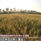 为了“虫口夺粮” 这群博士给虫子拍“写真”进行“虫脸识别”