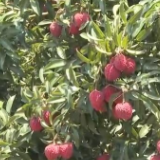 又到一年荔枝红 特色种植打造乡村旅游影响“荔”