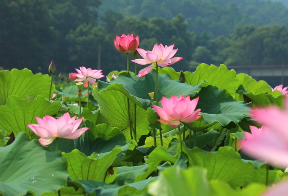 茶陵今夏首批荷花已盛开 扮靓乡村促增收