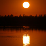 时政画说丨草原协奏曲