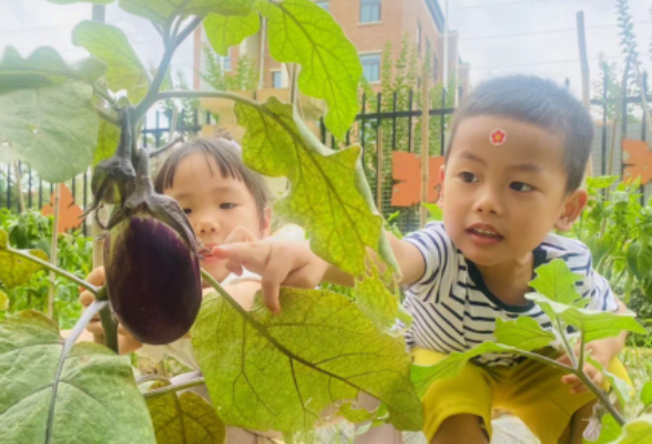 种植园地趣味多！幼儿园让孩子们在劳动中悦心成长