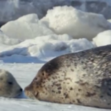 检察机关首创“诉救协同”机制 让斑海豹平安“回家”