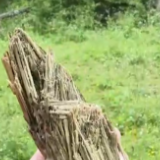 “空天地”一体化监测 野生大熊猫普查不靠“数”要靠“算”