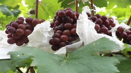 茶陵：葡萄成熟香滿園