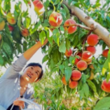 丰收“新”盛景丨美味“桃”不掉 采摘正当时