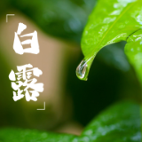微视频丨白露到 竹竿敲 小小枣儿满地跑