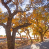 美！金秋胡杨林自带缤纷滤镜