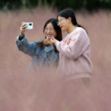 “粉色”秋日醉游人