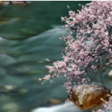 今日谷雨，落花如雨，流水有情