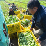 央媒看益阳丨益阳：应对寒潮 抢收蔬菜