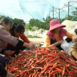 焦点访谈：老区新颜 家门口就业 稳稳的幸福