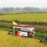 新闻观察：中国粮食保供稳价基础牢固 市场供应有保障