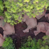 请收藏，“动物萌宝”日历来了！