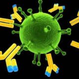我国科学家重要研究成果：新冠病毒抗体产生后至少可持续9个月