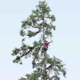 刷新纪录！中国最高树木83.4米