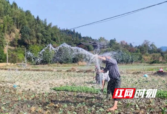 通道：冬日田不闲  油菜种植忙