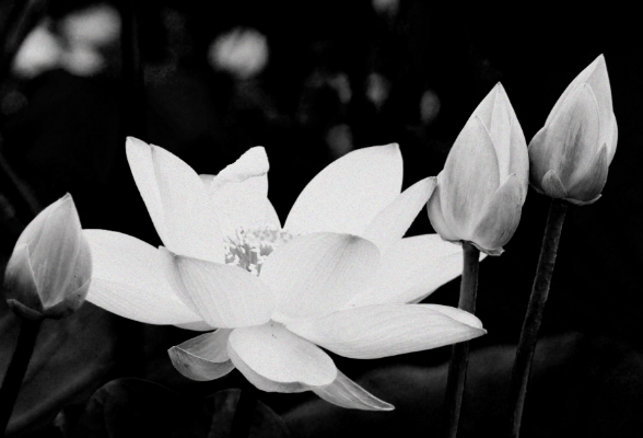 湖南深入推进新时代廉洁文化建设  一地一品成风化人